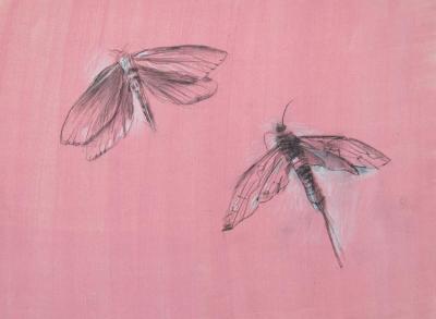 Moths Artwork by Stan Smith