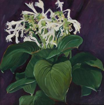 White Hosta Artwork by Jane Peterson