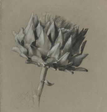 Study Of A Flower Artwork by Luc Olivier Merson