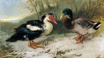 Two Ducks Artwork by Julius Scheuerer