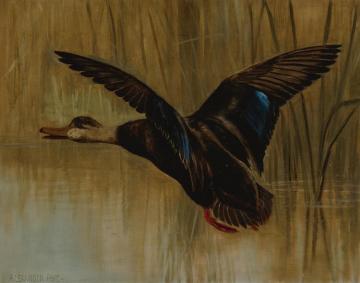 Mallard In Flight Artwork by Alexander Pope