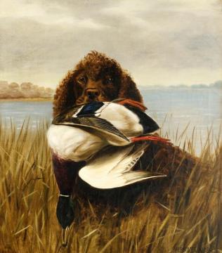 The Water Spaniel Artwork by Alexander Pope