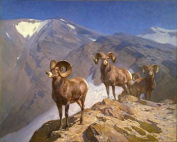 The Mountaineers - Big Horn Sheep On Wilcox Pass, 1912 Artwork by Carl Rungius