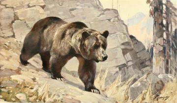Bear, 1911 Artwork by Carl Rungius