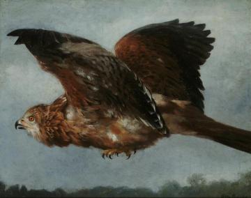 A Buzzard In Flight Artwork by Otto Bache