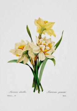 Narcissus Gouani Artwork by Botany Boy