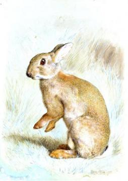 Study Of A Rabbit Artwork by Frank Paton