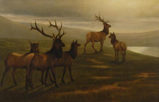 American Elk Artwork by William Jacob Hays