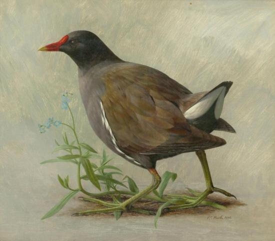 A Waterhen Artwork by Raymond Booth