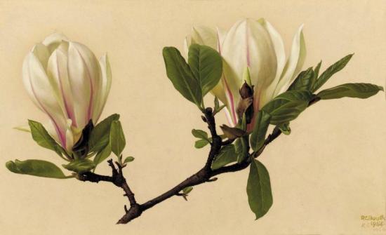 Magnolea Soulangeana Artwork by Raymond Booth