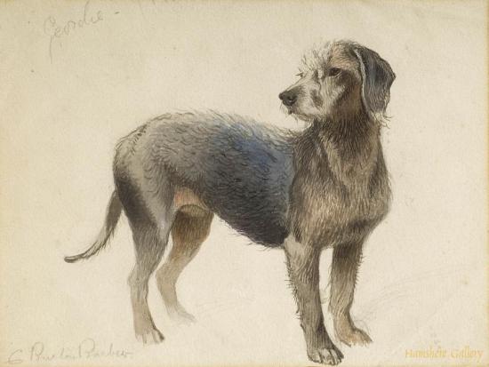 Bedlington Terrier Artwork by Charles Burton Barber