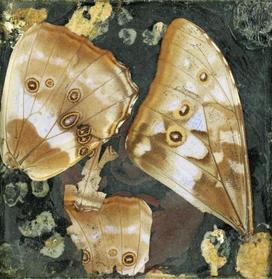 Two Slides Sellotaped Together Artwork by Eileen Agar