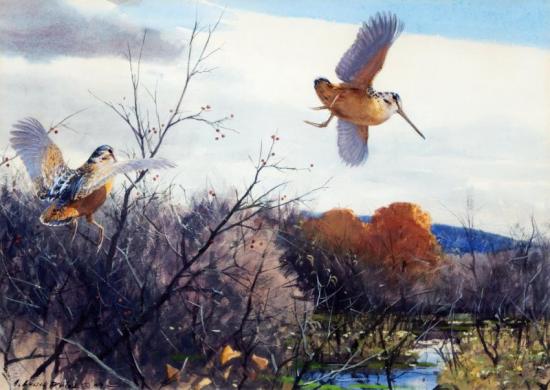 Woodcock Artwork by Aiden Lassell Ripley