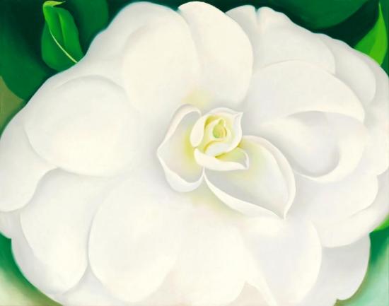 A White Camellia Artwork by Georgia O'keeffe