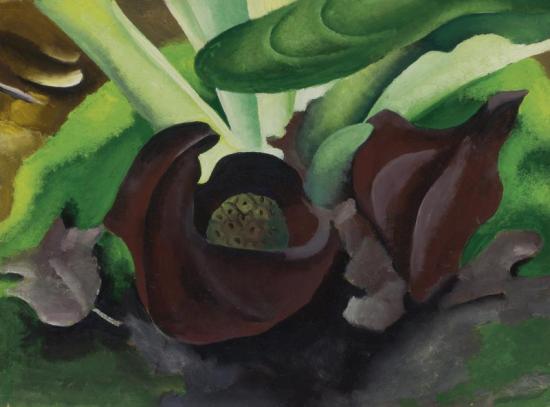 Skunk Cabbage Artwork by Georgia O'keeffe