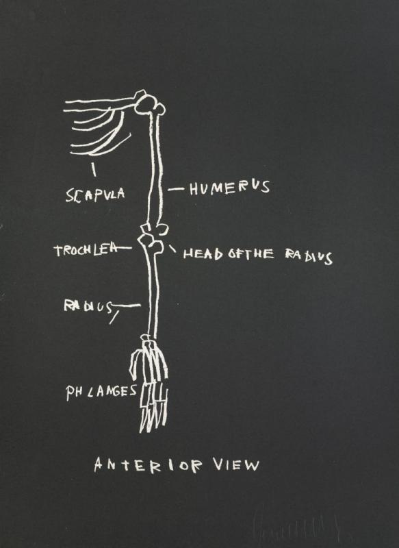 Anatomy: Anterior View, 1982 Artwork by Jean Michel Basquiat