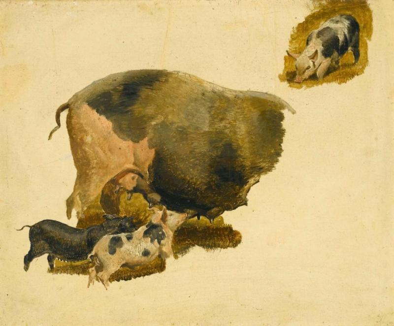 Study Of A Sow And Piglets Artwork by Edwin Henry Landseer