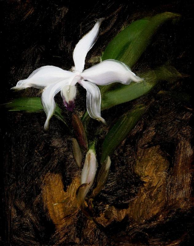 An Iris Artwork by James Stuart Park