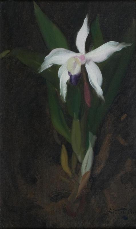 Orchid Artwork by James Stuart Park