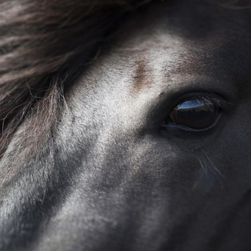 Icelandic Black Stallion, Iceland Artwork by Collections