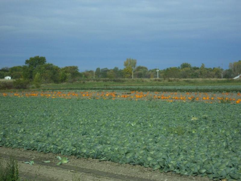 Pumpkin Patch Artwork by Collections