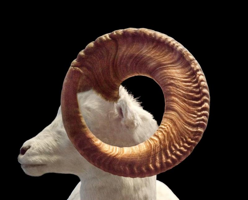 Ram, 2018 Artwork by Todd Murphy