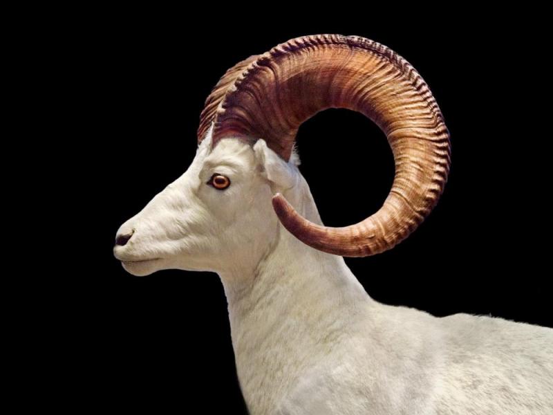 Ram I, 2018 Artwork by Todd Murphy