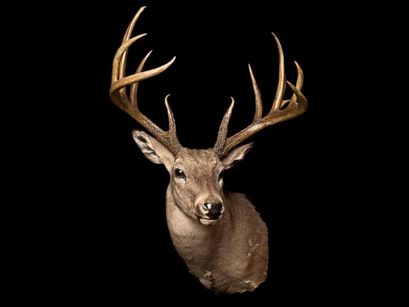 Stag, 2008 Artwork by Todd Murphy