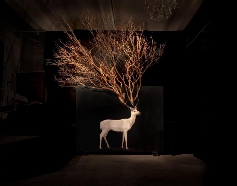 Stag, 2017 Artwork by Todd Murphy