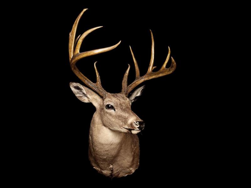 Stag I, 2008 Artwork by Todd Murphy