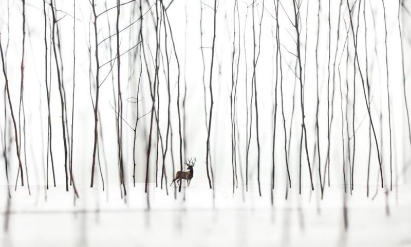 Stag In The Woods, 2016 Artwork by Todd Murphy