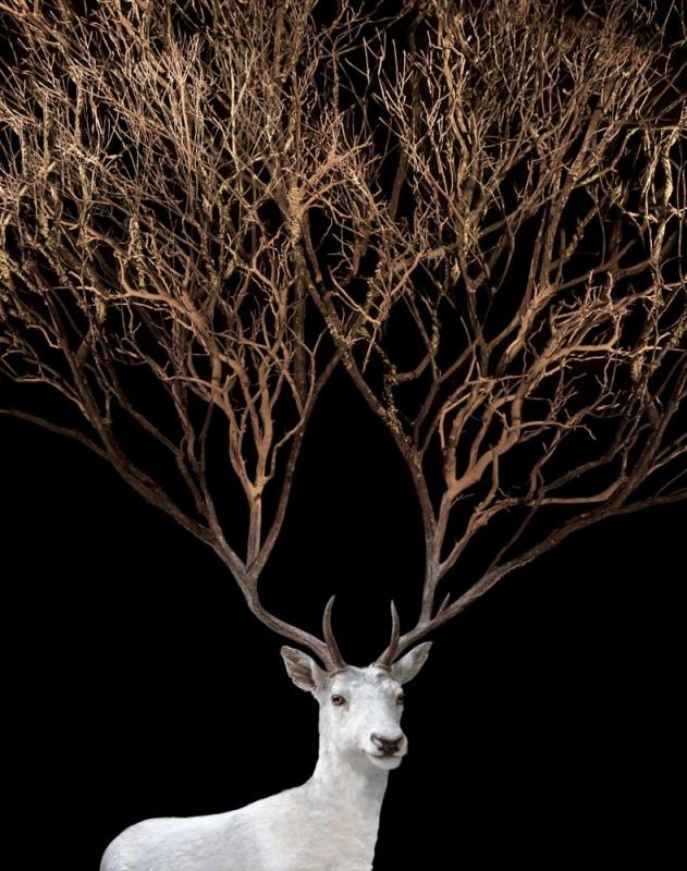 Stag Portrait, 2019 Artwork by Todd Murphy