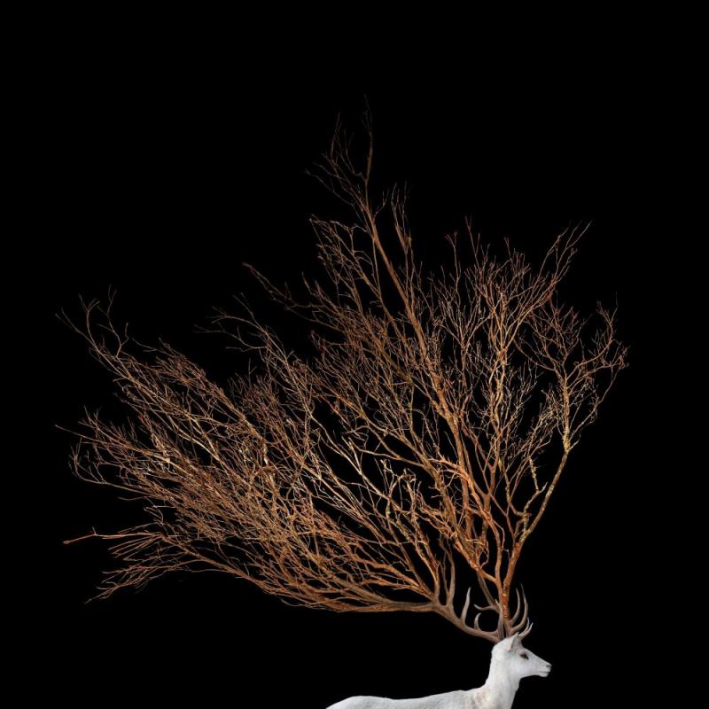 Stag Portrait(self Portrait), 2019 Artwork by Todd Murphy