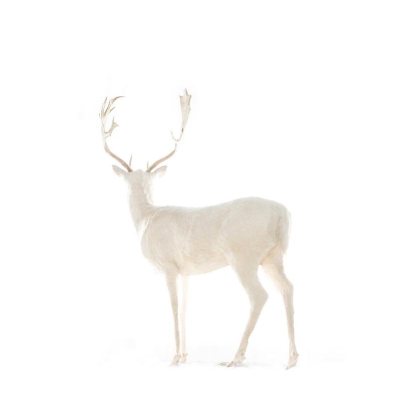 White Into The White, 2016 Artwork by Todd Murphy