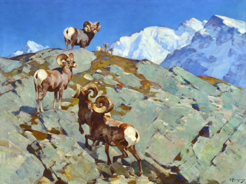Alarmed (bighorn Rocky Mountain Sheep) Artwork by Carl Rungius