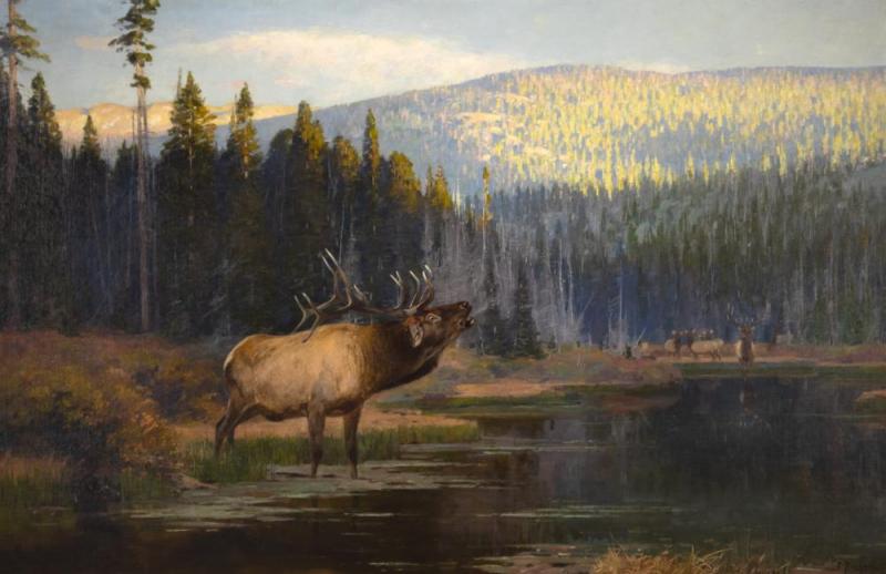 The Challenge Artwork by Carl Rungius